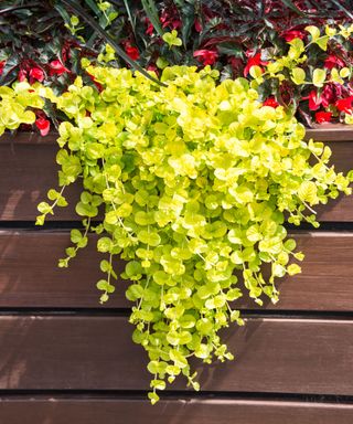 Fogliame giallo-verde brillante della Lysimachia nummularia 'Aurea' che ricade