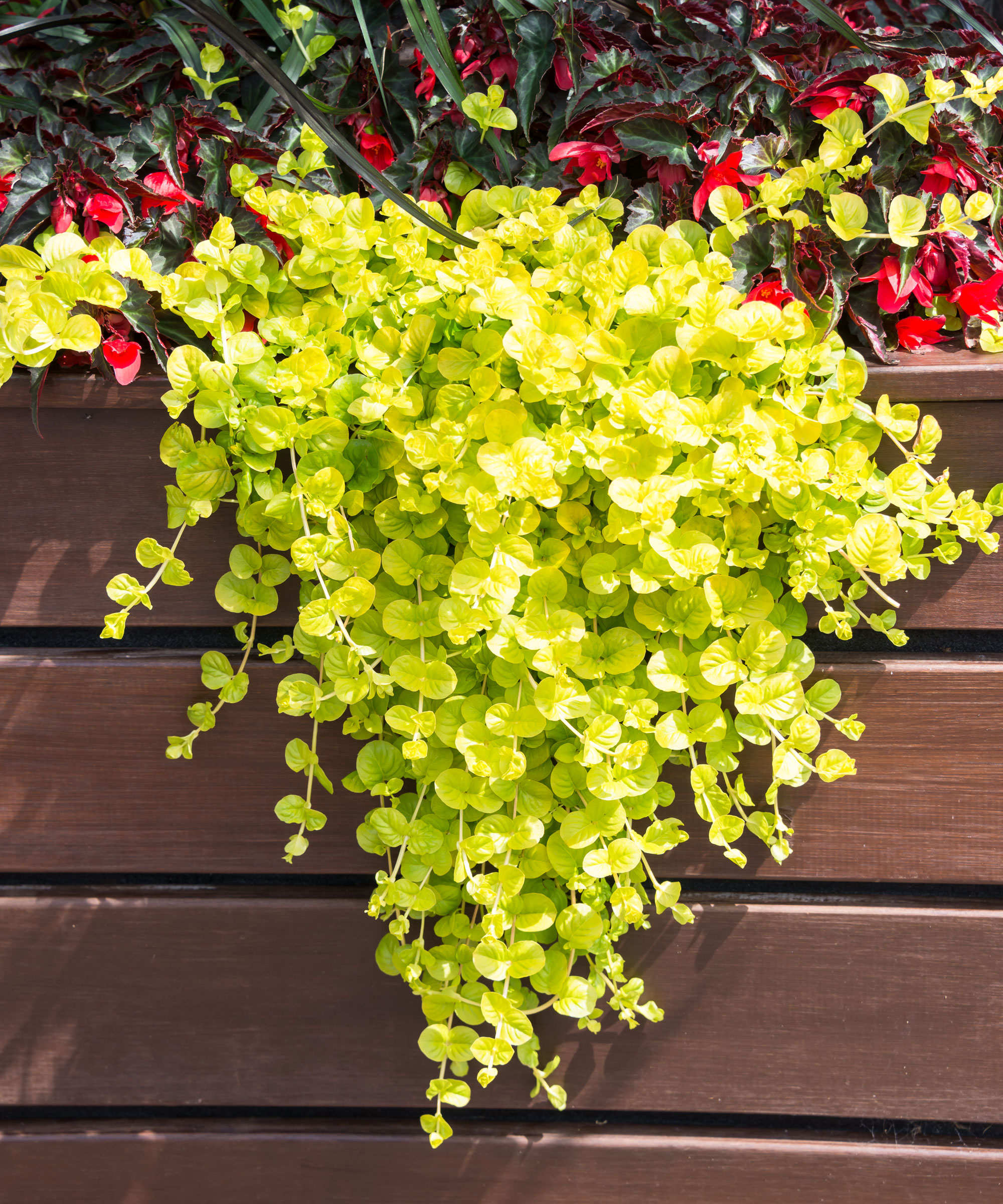 creeping Jenny plant showing trailing lime green leaves