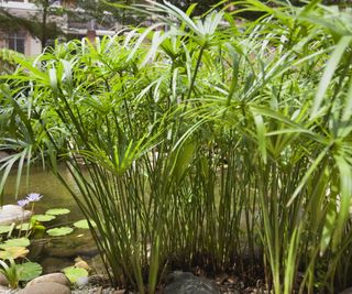 Papyrus plants growing at the edge of a pond