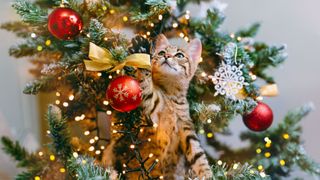 Cat Christmas Jokes: Cat in Christmas tree playing with baubles