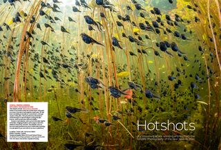 Image showing the first two pages of the Hotshots gallery in issue 290 (February 2025) of Digital Camera magazine, showcasing the winning entries from the 2024 Wildlife Photographer of the Year competition