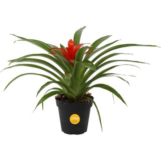 Costa Farms Bromeliad Live Plant