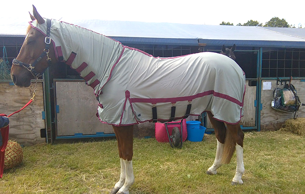 Burgundy-Fly-Rug.jpeg