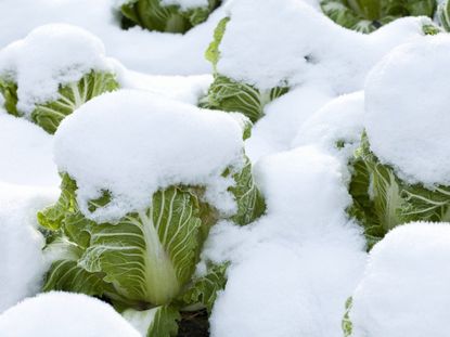 Cold Hardy Vegetables Covered In Snow In The Garden