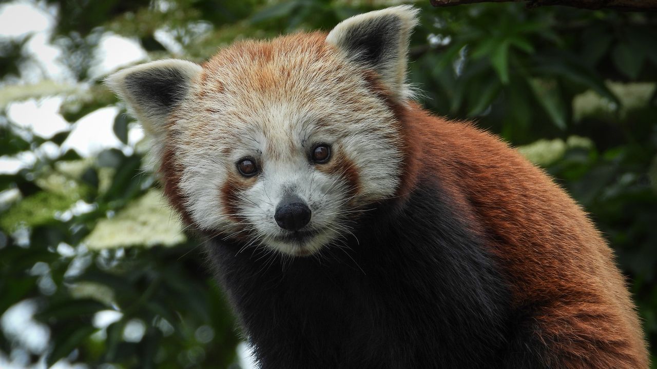 red panda in a tree
