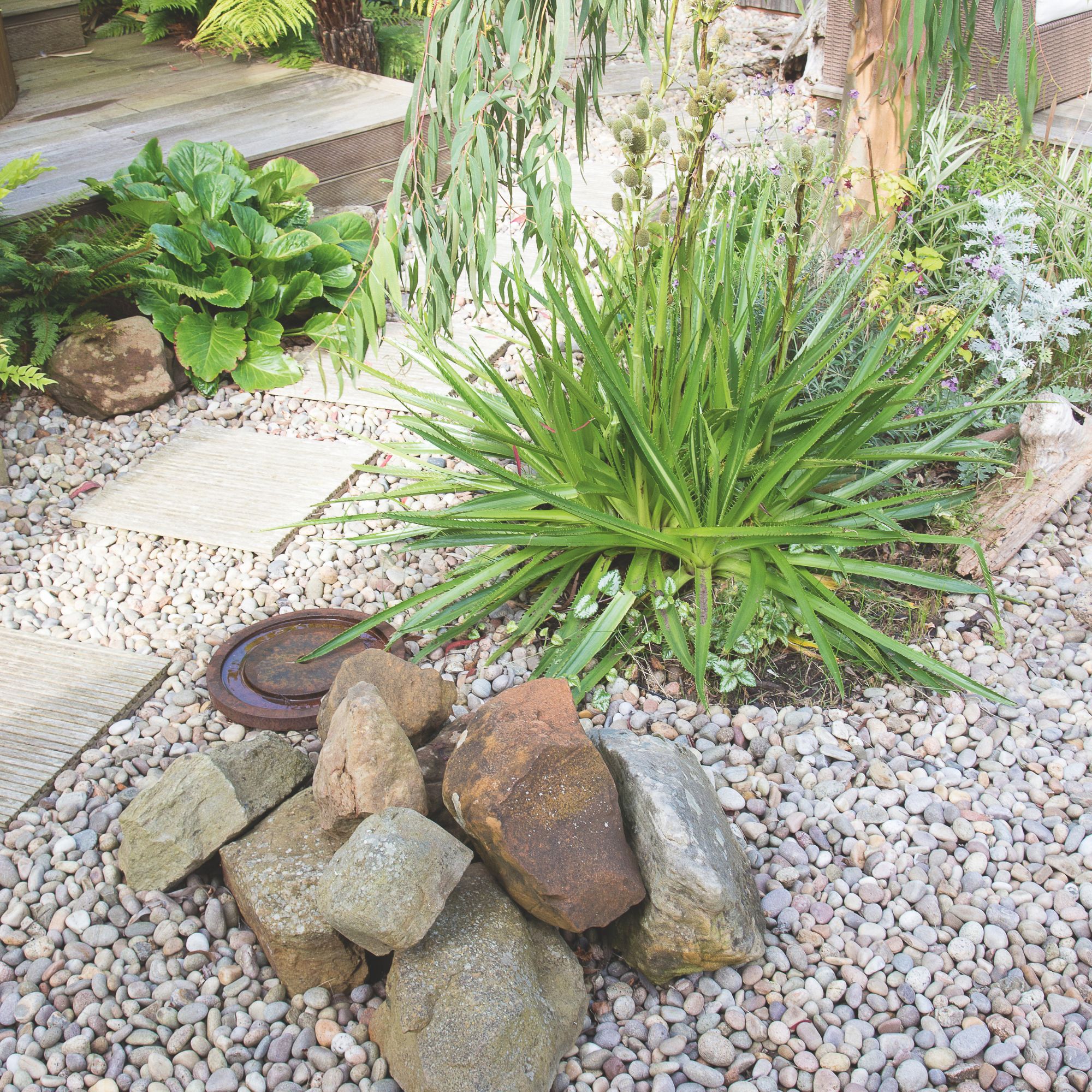 Gravel garden with rocks, stepping stones and drought-tolerant planting