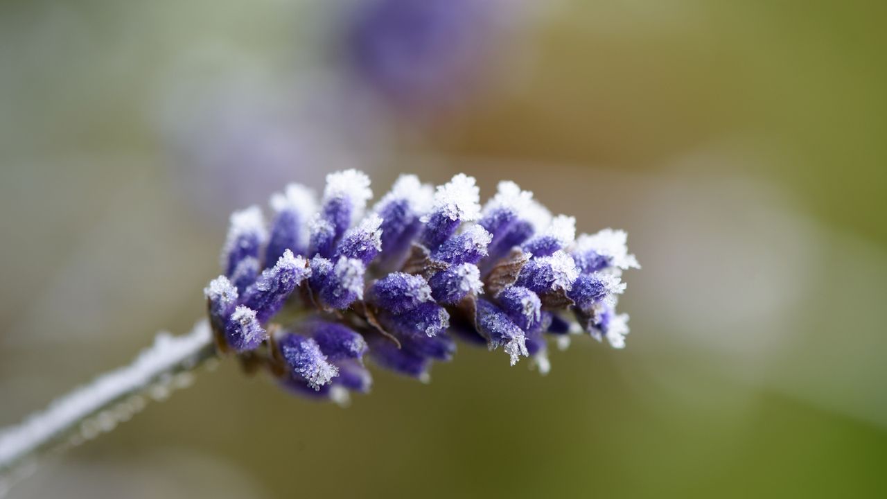 Purple lavender flower dusted in frost in a winter garden