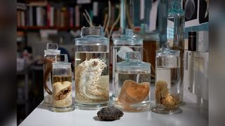 Deep-sea specimens preserved in jars at the Natural History Museum in London.