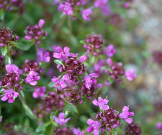 pink creeping thyme