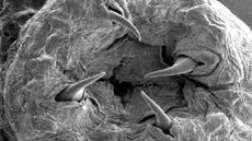A scanning electron microscope image of a bloodworm's jaw, along with its four sharp copper fangs.