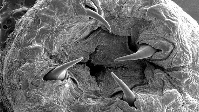 A scanning electron microscope image of a bloodworm&#039;s jaw, along with its four sharp copper fangs.