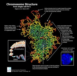 chromosome structure revealed in 3d