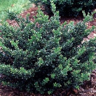 Compact Japanese holly