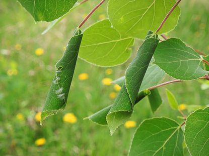 Leaves Rolled Together From Leafroller Caterpillars