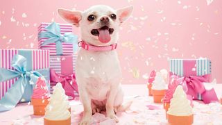 best dog subscription box: Dog celebrates special occasion 