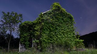 Kudzu vine covering house