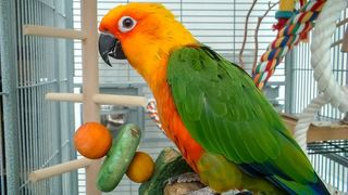 Parrot in cage playing with the best toys for parrots