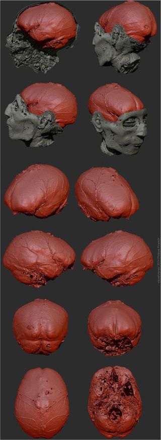 Researchers reconstructed the brain of Egyptian dignitary Nebiri.