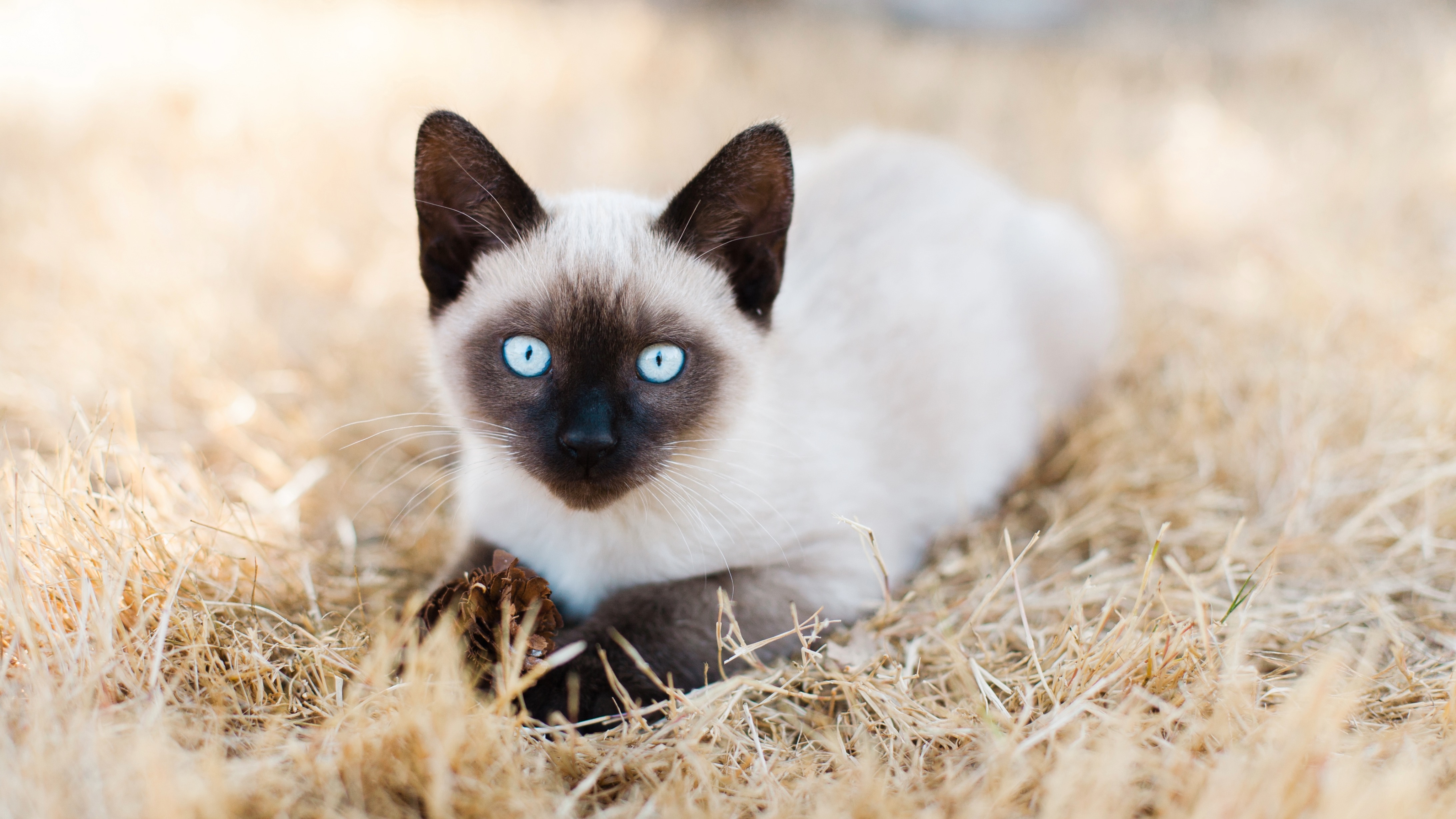 Siamese cat laying in grass