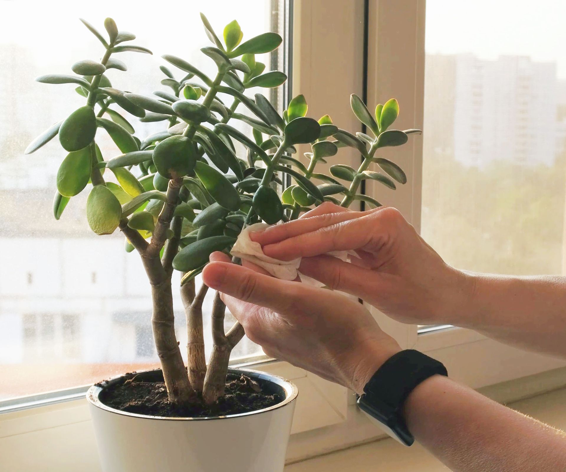 A gardener wipes the leaves of a jade plant in a white flower pot on a windowsill.