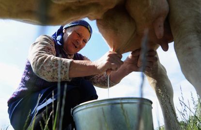Woman milking a cow.