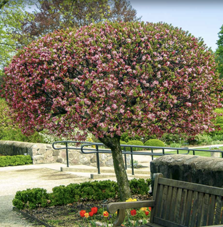crab apple tree and bench in a flower garden