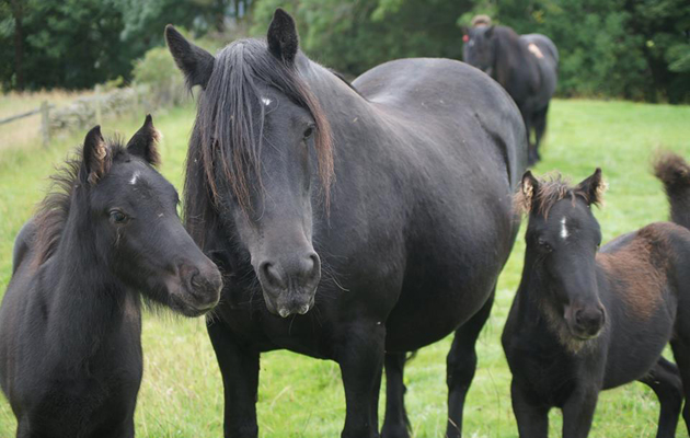 Dalestwinfoals1