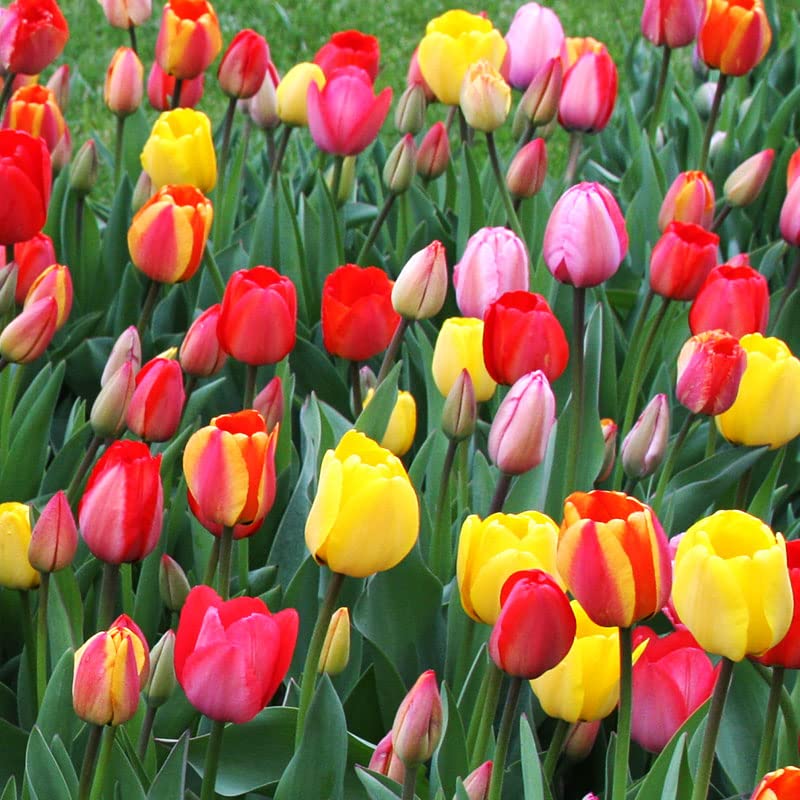 50 Triumph Tulip Bulbs for Planting - Assorted Color Value Pack - Plant in Gardens, Borders &amp;amp; Flowerbeds - Bulb Size 11/12 Cm - Easy to Grow Fall Flowers Bulbs by Willard &amp;amp; May