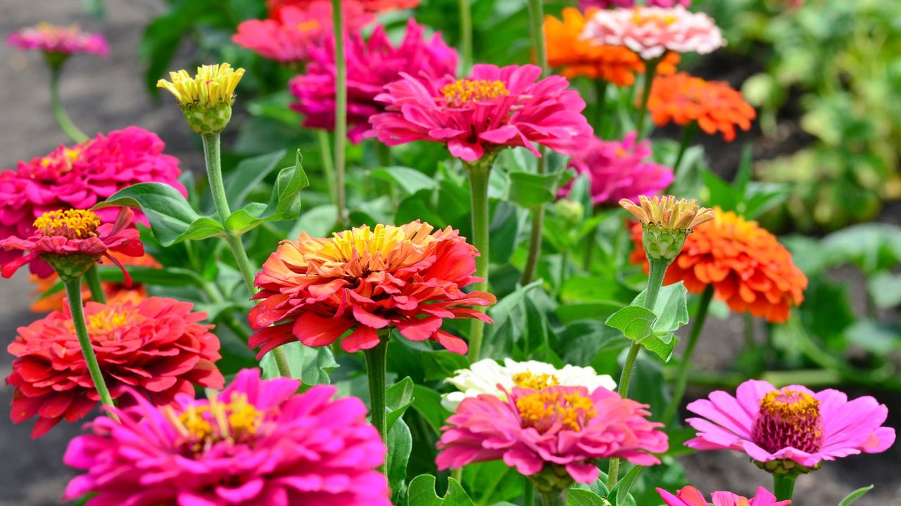 zinnias of mixed color in small flower bed