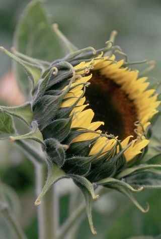 sunflower in garden
