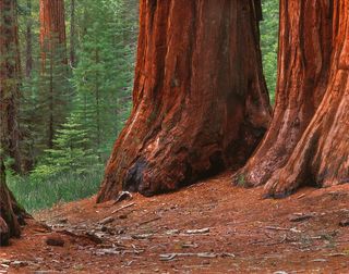 Mariposa Sequoia Grove - Yosemite National Park