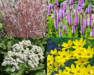 Little Bluestem grass, Blazing Star, Wild Quinine, Prairie Tickseed