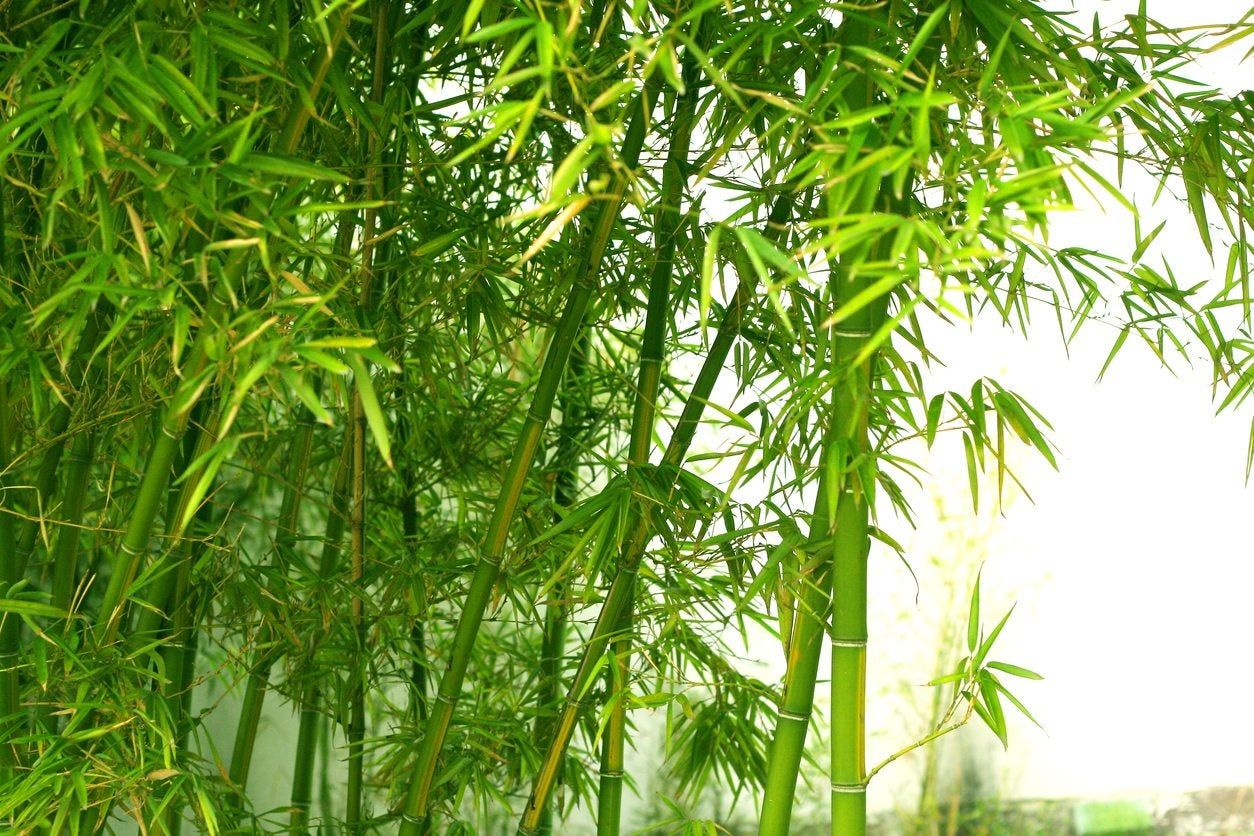 Bamboo Plants