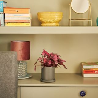 book shelf with books and red leaf plant in pot