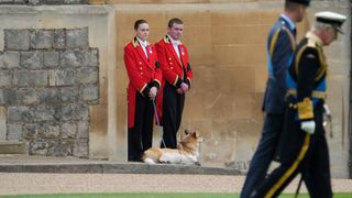 The royal staff bring out the Queen's corgis during her funeral procession