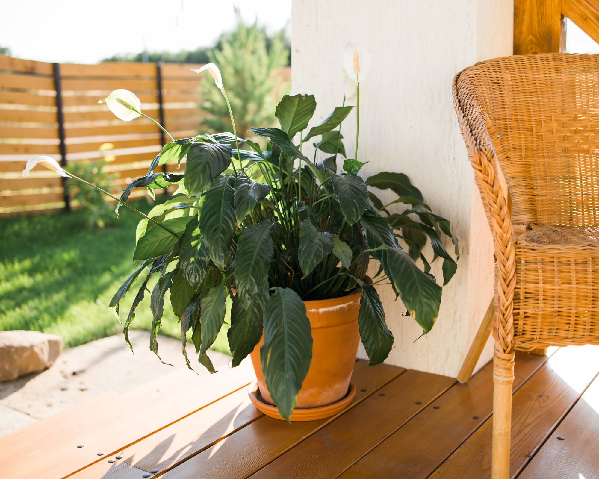 Peace lily on porch