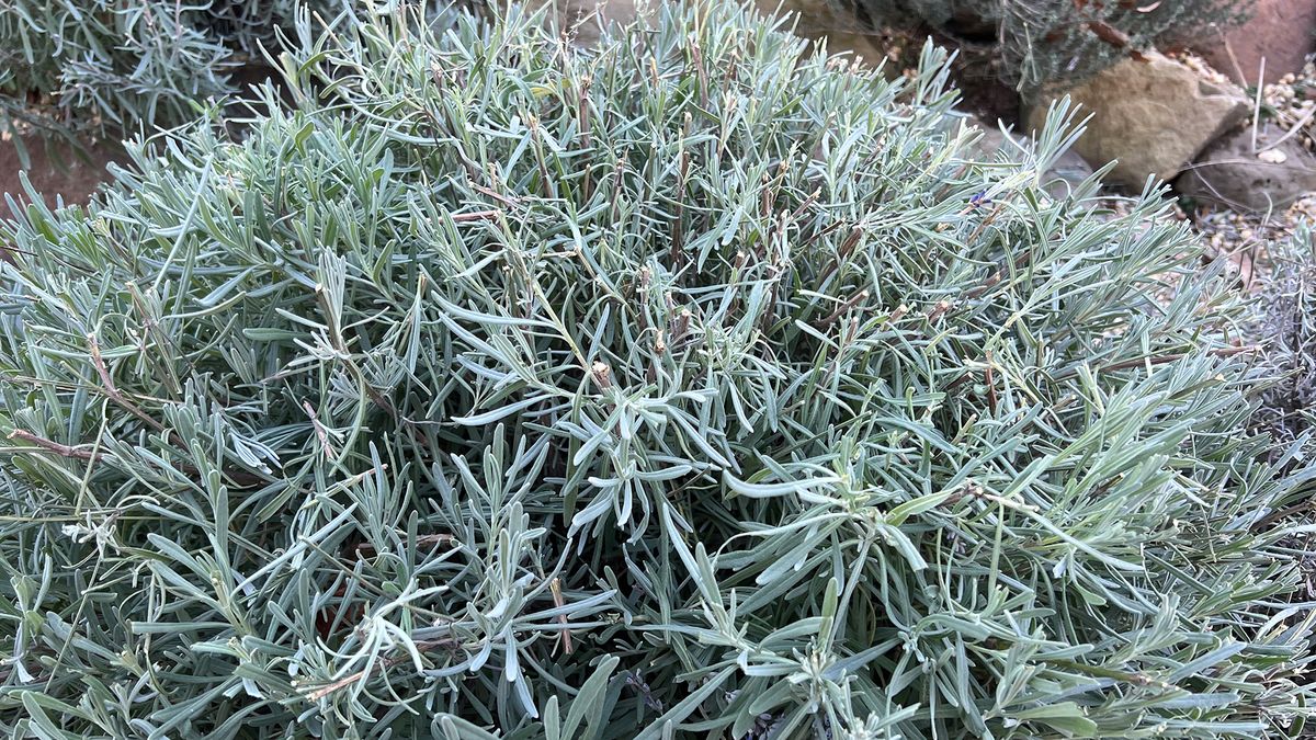 Pruned lavender in rounded shape