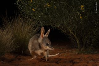 Winning image from the 60th Wildlife Photographer of the Year competition