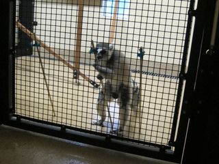 Ring-tailed lemur at Duke Lemur Center