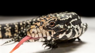 Argentine Black and White Tegu