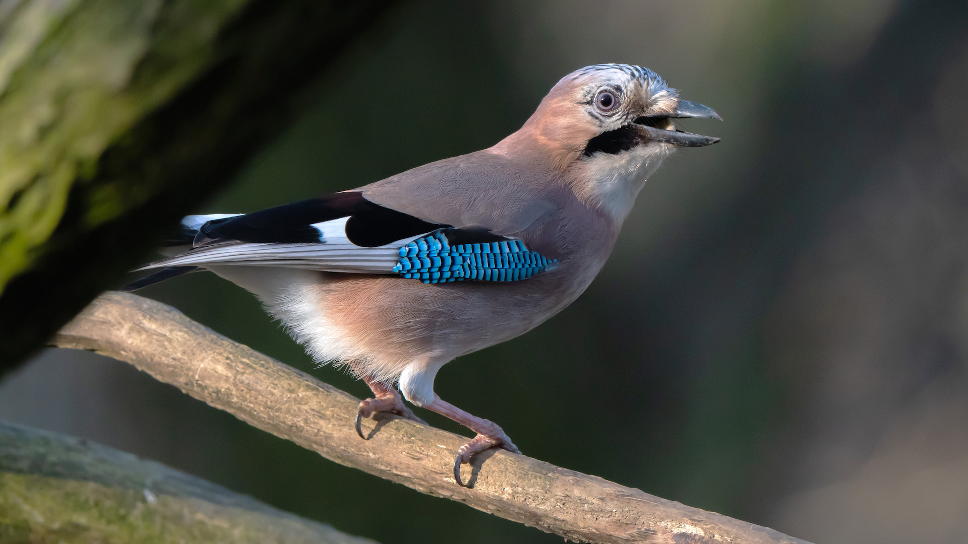 A photograph of a Eurasian jay perching on a branch