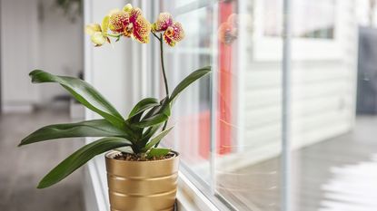 A yellow and red orchid growing on a windowsill in a gold flower pot