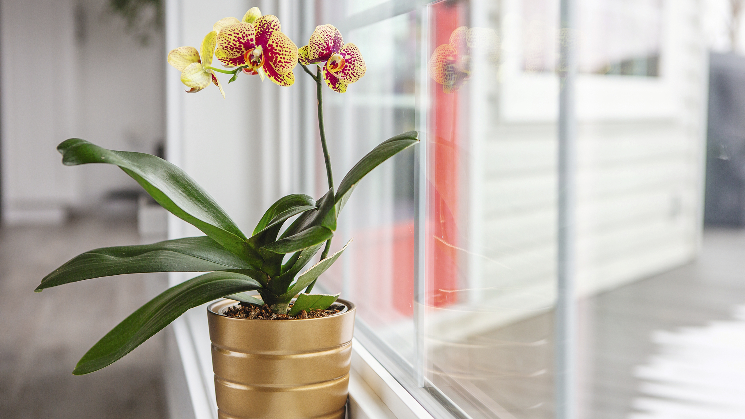 A yellow and red orchid growing on a windowsill in a gold flower pot