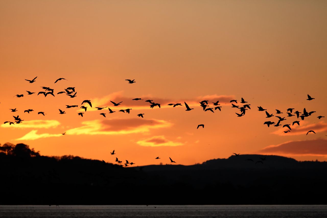 Pink-footed Geese roost at Montrose Basin