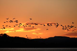 Pink-footed Geese roost at Montrose Basin