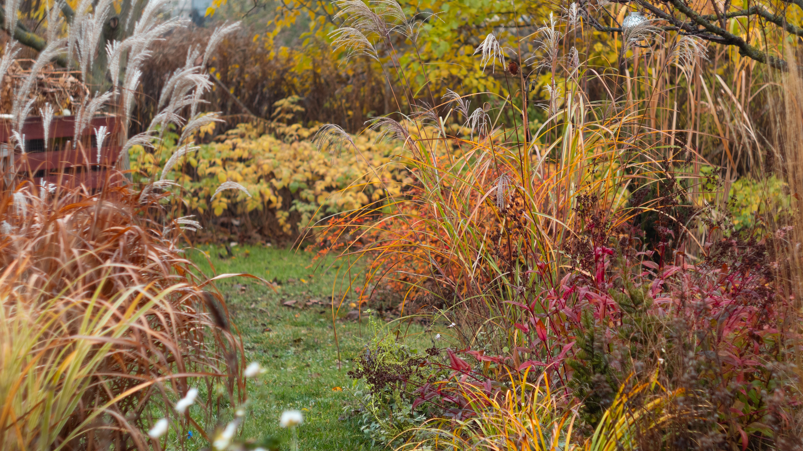 An autumn garden with ornamental grasses and the red and yellow foliage of shrubs and perennials