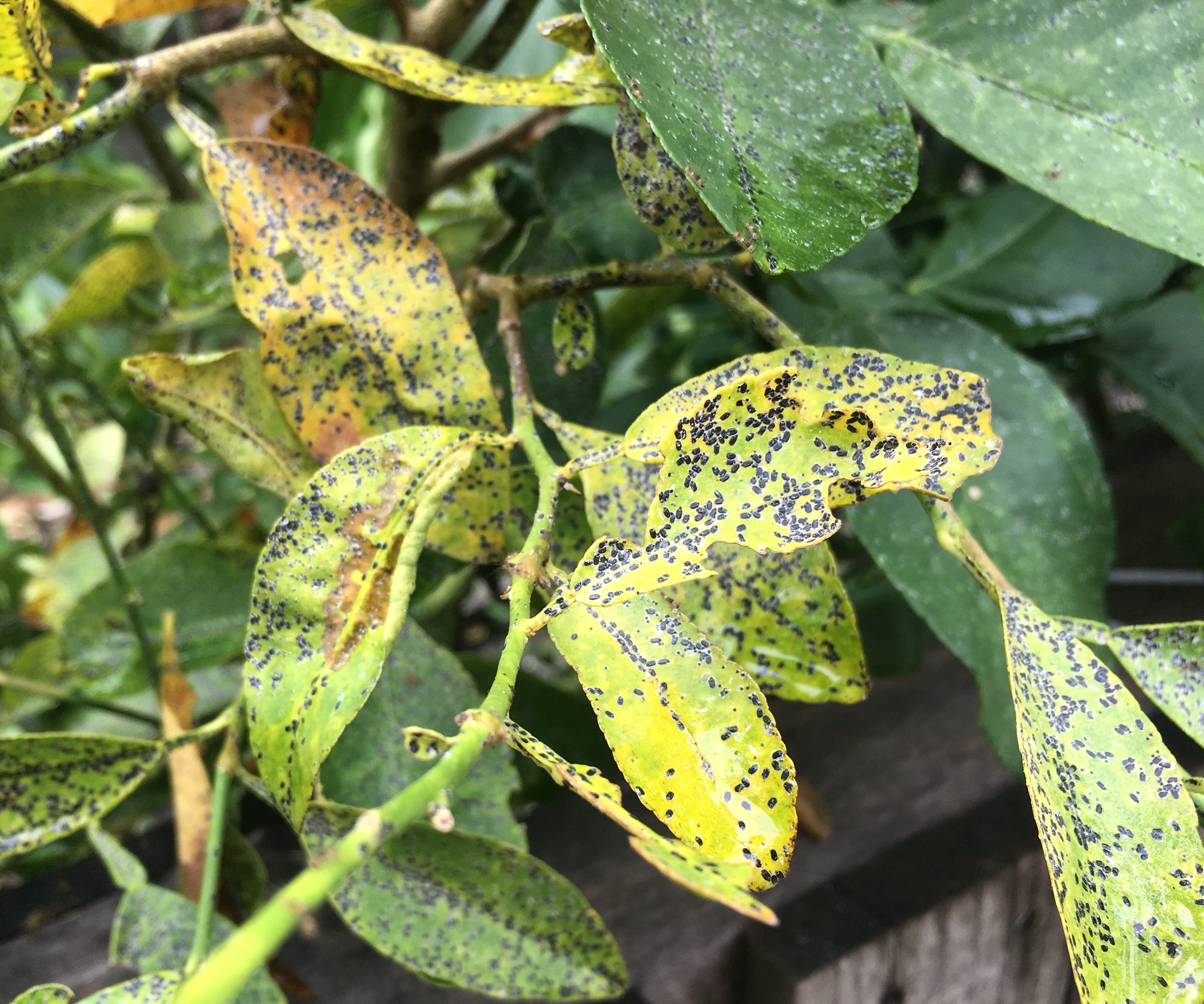 lemon tree showing signs of canker