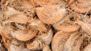 A close up of multiple coconuts and the tough coir fiber 