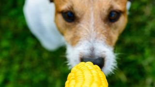 A dog looking at a corn on the cob