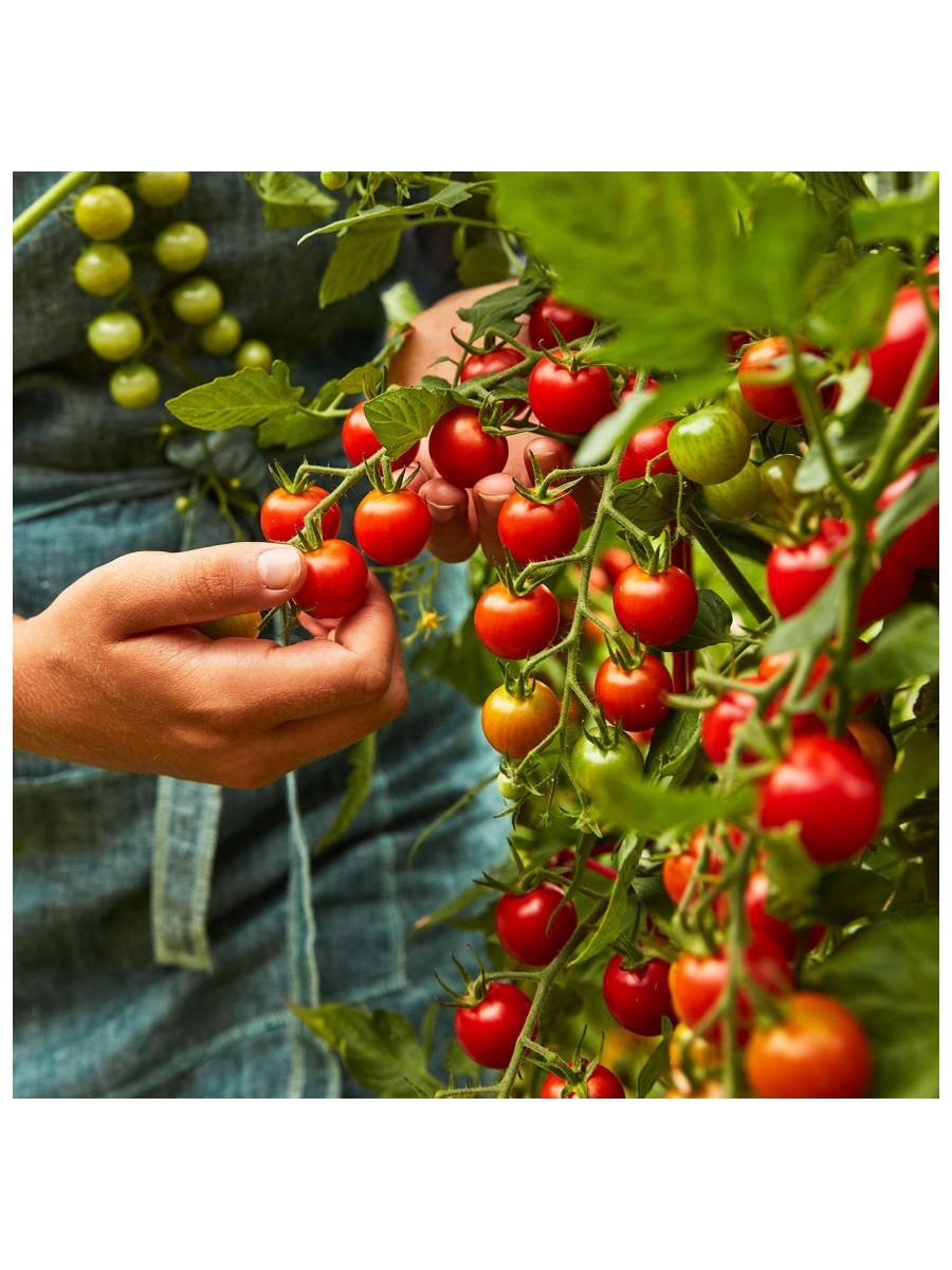 A hand picks a cherry tomato off a vine of many tomatoes